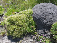 Ehrharta setacea disticha