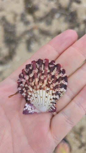 Gloripallium pallium observed 2026-08-17