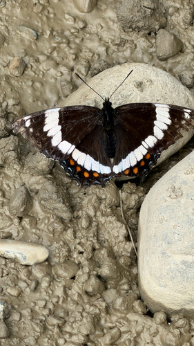 Red-spotted Admiral