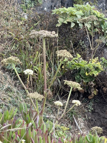 Angelica hendersonii, photograph 6