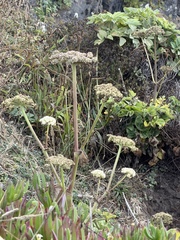 Angelica hendersonii, photograph (c) Irina Mitine, some rights reserved (CC BY)
