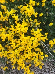 Lotus corniculatus
