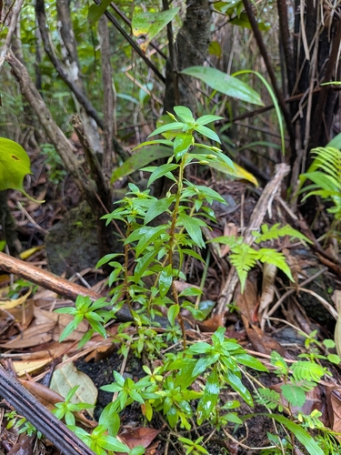 Sauvagesia erecta, photograph 4