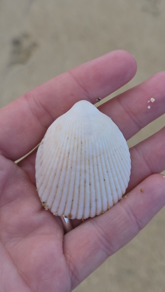 Vasticardium coralense