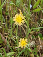 Microseris elegans