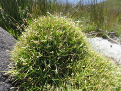 Ehrharta setacea disticha