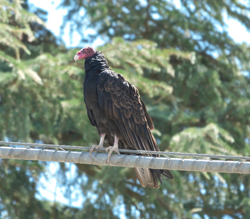 Turkey Vulture
