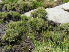 Ehrharta setacea disticha