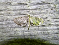 Eupithecia tantillaria