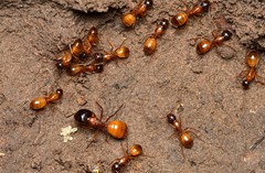 Camponotus sansabeanus