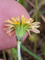 Microseris elegans
