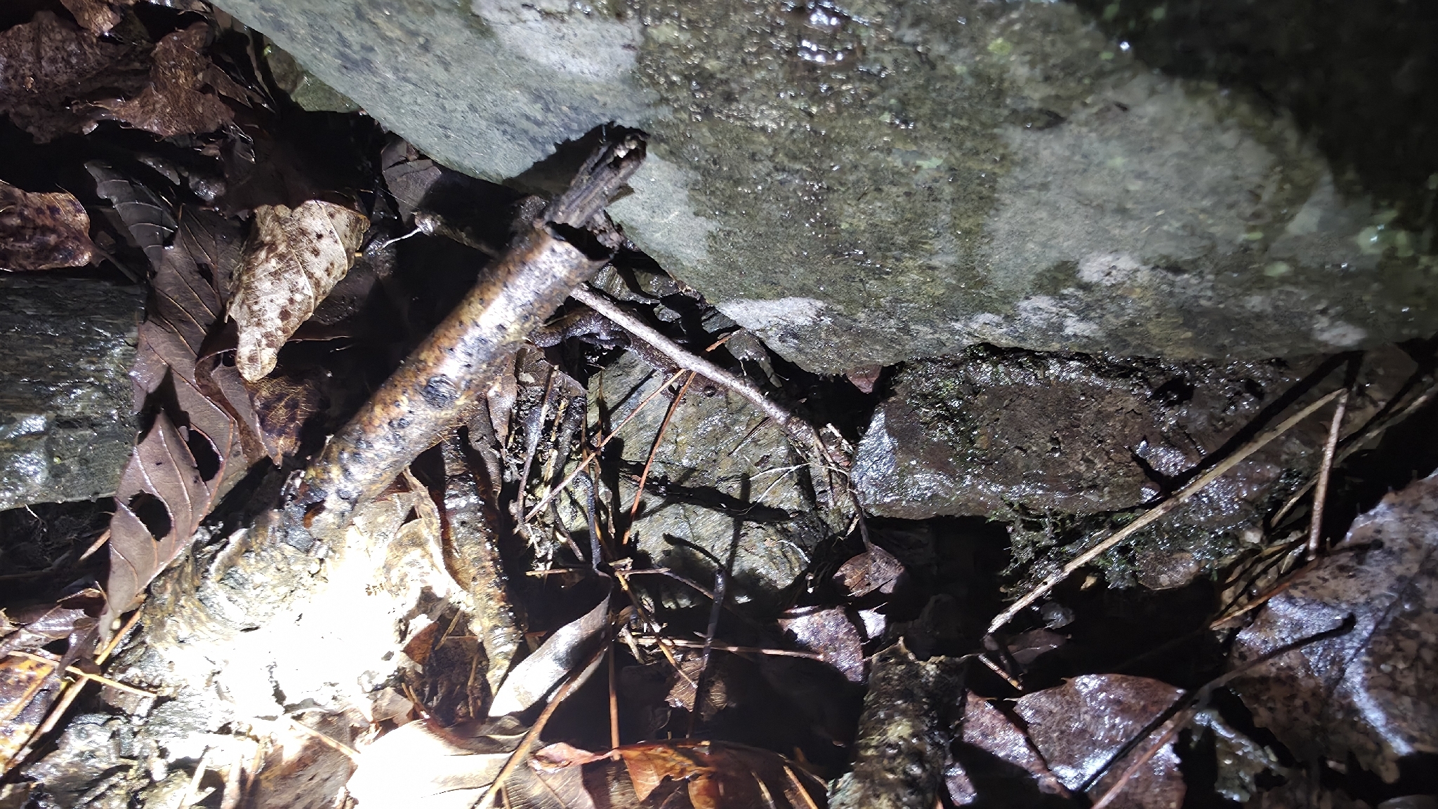 Korean Crevice Salamander, Karsenia koreana