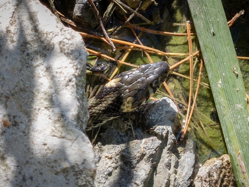 grass snake