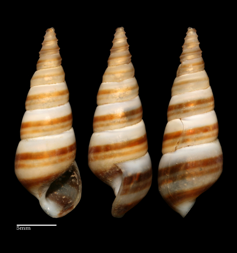 Sharp Hornsnail