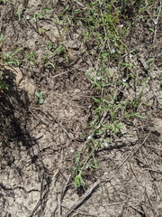 Convolvulus simulans