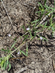 Convolvulus simulans