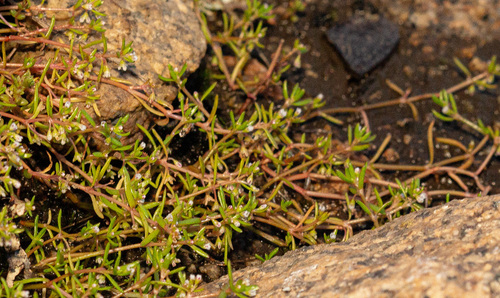 Crassula natans
