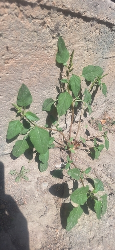Amaranthus viridis, photograph 5