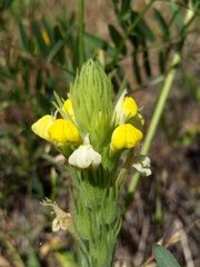 Castilleja rubicundula lithospermoides