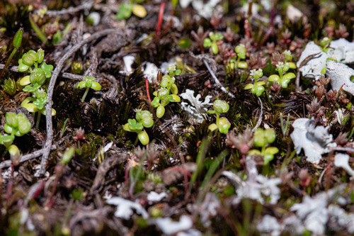 Crassula closiana