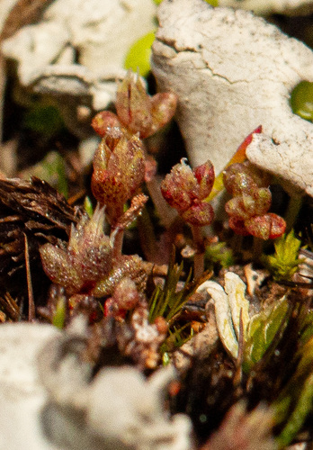 Crassula closiana