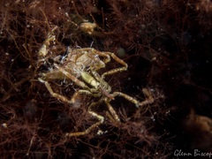 Ammothea hilgendorfi