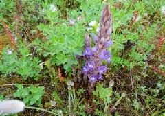 Phelipanche arenaria