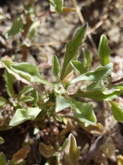 Hesperevax sparsiflora