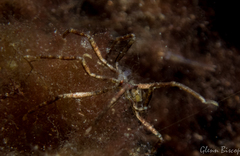 Ammothea hilgendorfi