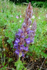 Phelipanche arenaria