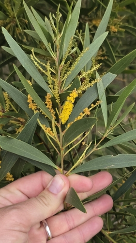 Acacia spirorbis, photograph 1