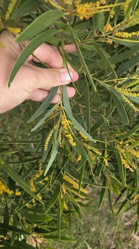 Acacia spirorbis, photograph 2