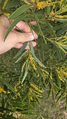 Acacia spirorbis, photograph (c) Genevieve Early, some rights reserved (CC BY)