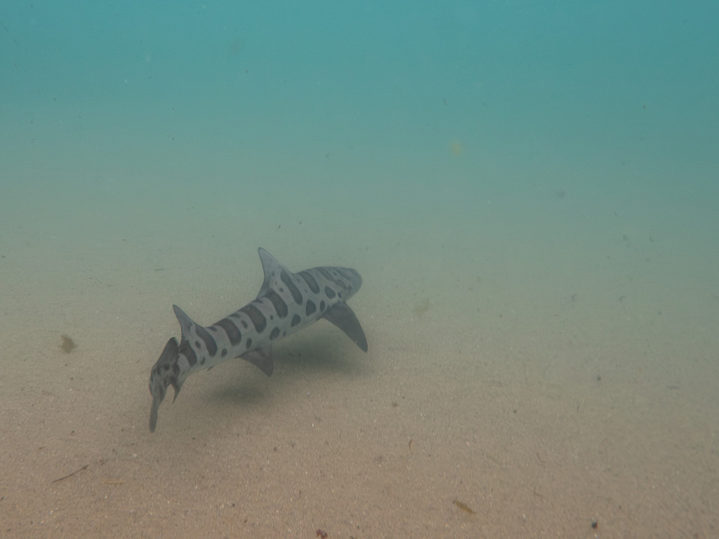 Leopard shark swimming above a sandy bottom