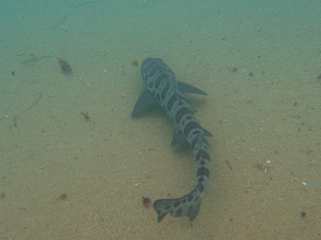 Leopard shark swimming low over a sandy seabed