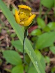 Trimezia martinicensis