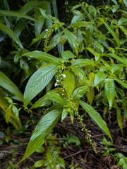 Gonzalagunia hirsuta, photograph (c) Guillaume Delaitre, some rights reserved (CC BY)