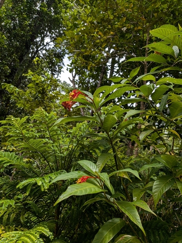 Palicourea croceoides, photograph 5
