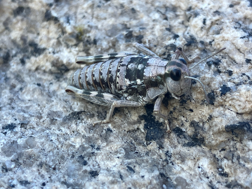 iNaturalist observation photo of Hypsalonia