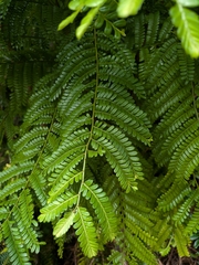 Phyllanthus mimosoides, photograph (c) Guillaume Delaitre, some rights reserved (CC BY)