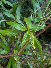 Gonzalagunia hirsuta, photograph (c) Guillaume Delaitre, some rights reserved (CC BY)