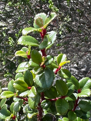 Myrsine africana, photograph (c) Christine Laney, some rights reserved (CC BY)