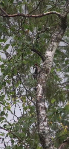 Great Spotted Woodpecker
