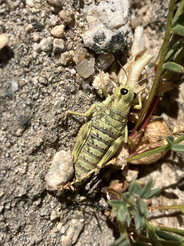 iNaturalist observation photo of Hypsalonia