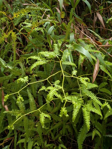 Gleichenella pectinata
