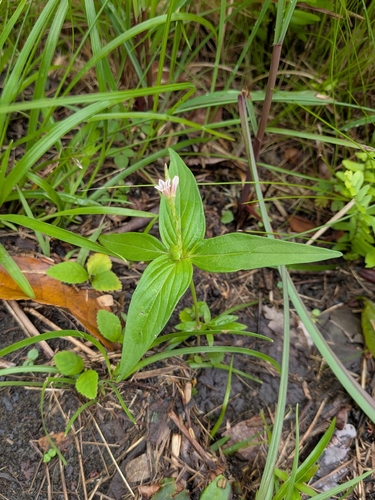 Spigelia anthelmia