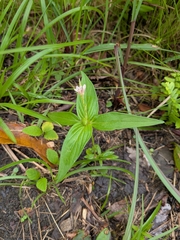 Spigelia anthelmia