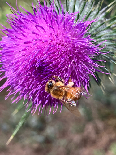 iNaturalist observation photo of Western Honey Bee