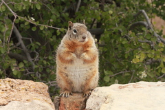 Otospermophilus beecheyi