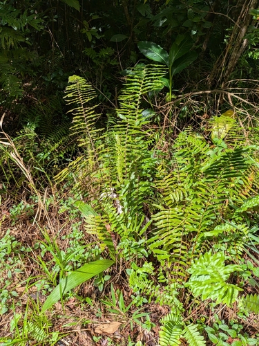 Nephrolepis brownii, photograph 2